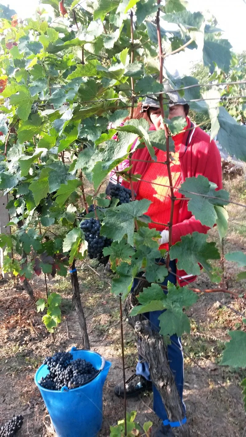Vinobraní 2016 - 16