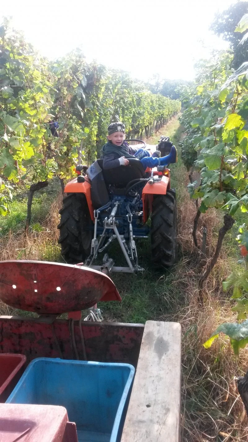 Vinobraní 2016 - 18