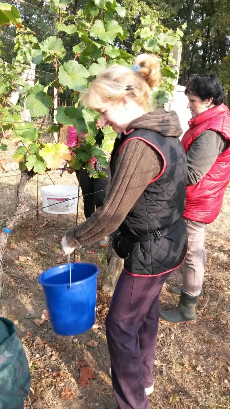 Vinobraní 2016 - 15