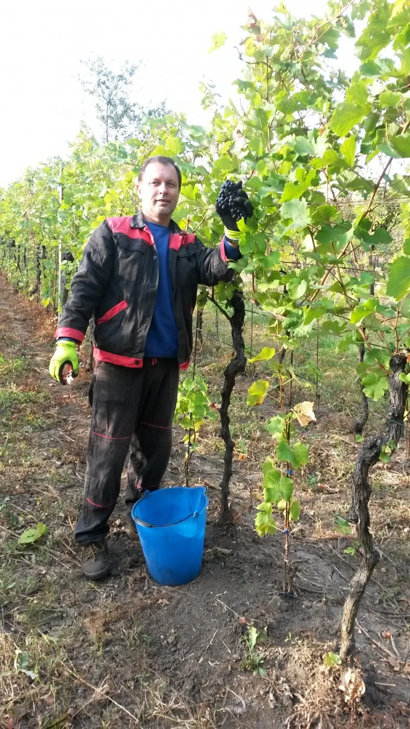 Vinobraní 2016 - 14