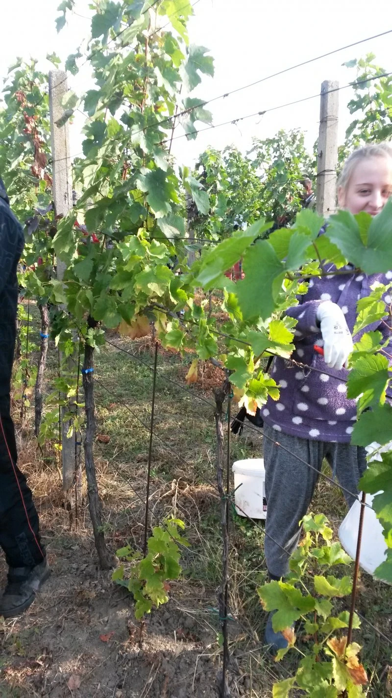 Vinobraní 2016 - 17