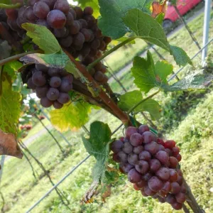 Vinobraní 2014 - 1