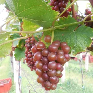 Vinobraní 2014 - 23