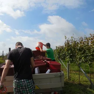 Vinobraní 2014 - 12