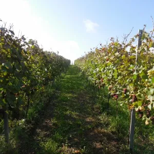 Vinobraní 2014 - 3
