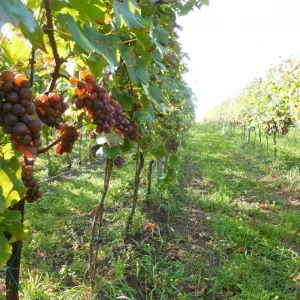 Vinobraní 2014 - 4