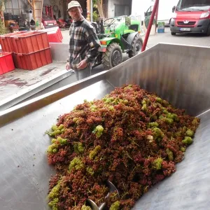 Vinobraní 2014 - 26