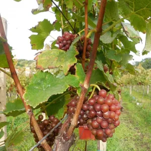 Vinobraní 2014 - 22