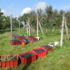 Vinobraní 2014 - 18