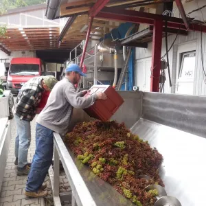 Vinobraní 2014 - 25