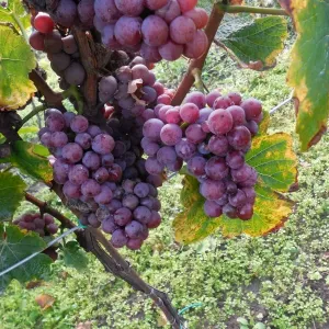 Vinobraní 2014 - 2