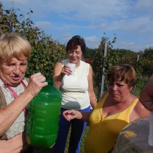 Vinobraní 2014 - 7