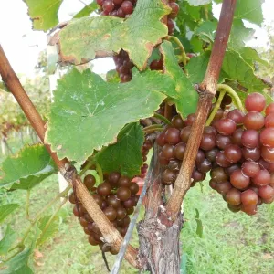 Vinobraní 2014 - 21