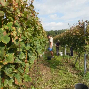 Vinobraní 2014 - 11