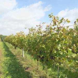 Vinobraní 2014 - 20