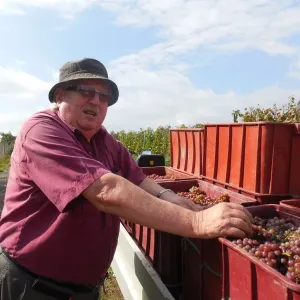 Vinobraní 2014 - 8