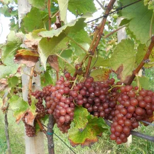 Vinobraní 2014 - 24