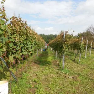 Vinobraní 2014 - 10
