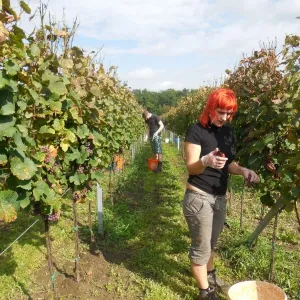Vinobraní 2014 - 6