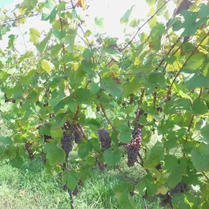 Vinobraní 2014 - 19