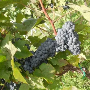 Vinobraní 2015 - 6