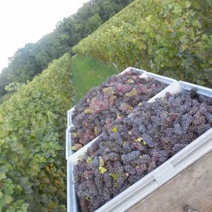 Vinobraní 2015 - 10