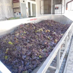 Vinobraní 2015 - 13
