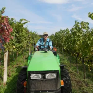 Vinobraní 2015 - 5