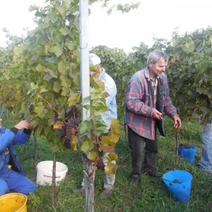 Vinobraní 2015 - 9