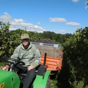 Vinobraní 2015 - 12
