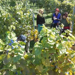 Vinobraní 2015 - 11