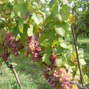 Vinobraní 2015 - 4