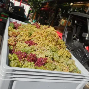 Vinobraní 2015 - 7