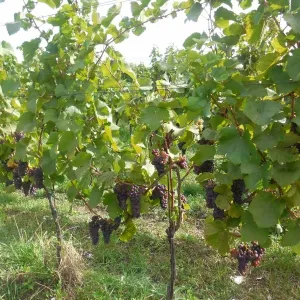 Vinobraní 2015 - 3