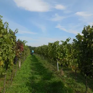 Vinobraní 2015 - 2