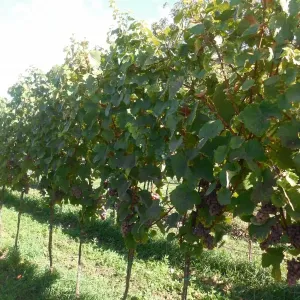 Vinobraní 2015 - 1