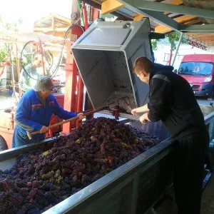 Vinobraní 2015 - 14