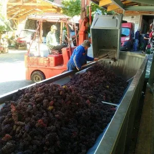 Vinobraní 2015 - 15