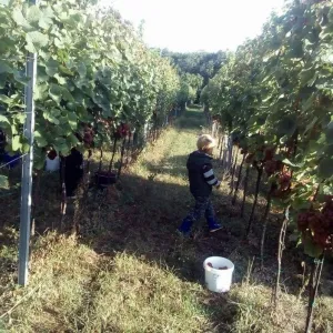 Vinobraní 2016 - 13