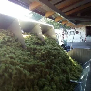 Vinobraní 2016 - 4