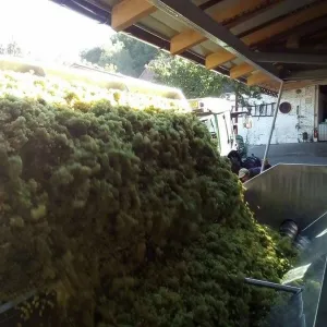 Vinobraní 2016 - 5