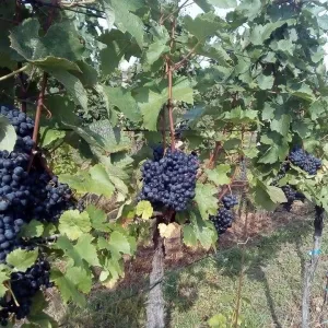 Vinobraní 2016 - 7