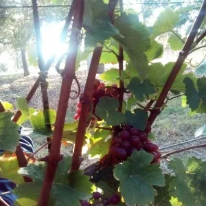 Vinobraní 2016 - 10