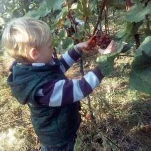 Vinobraní 2016 - 11