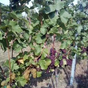Vinobraní 2016 - 12