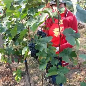 Vinobraní 2016 - 16