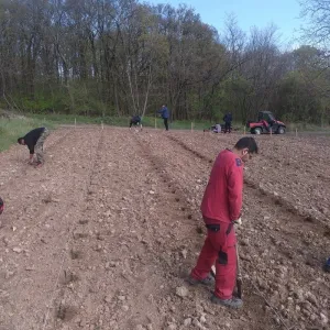 Výsadba vinice  jaro 2016 - 7