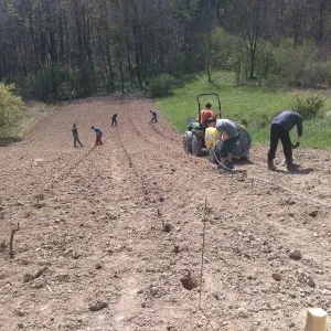 Výsadba vinice  jaro 2016 - 12