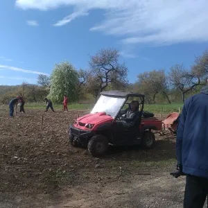 Výsadba vinice  jaro 2016 - 1