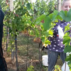 Vinobraní 2016 - 17